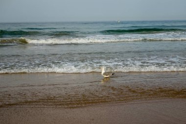 seagull on the beach of La Barrosa, Cadiz, Spain