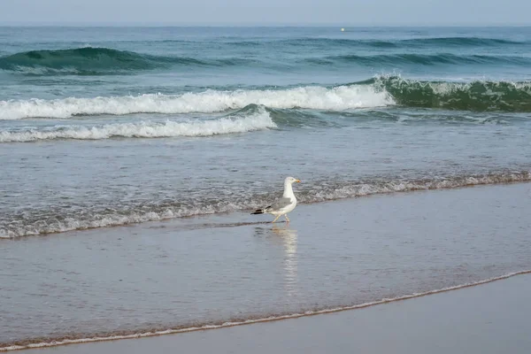 seagull on the beach of La Barrosa, Cadiz, Spain