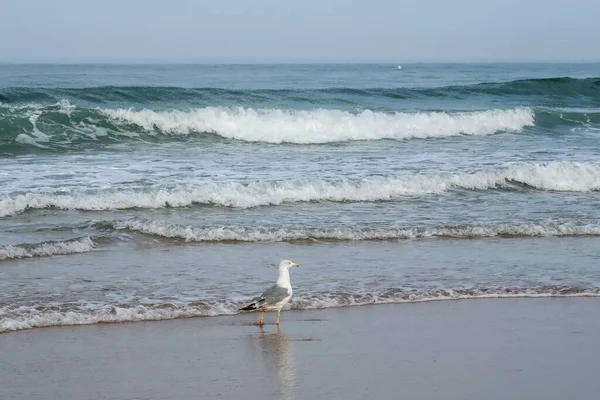 seagull on the beach of La Barrosa, Cadiz, Spain