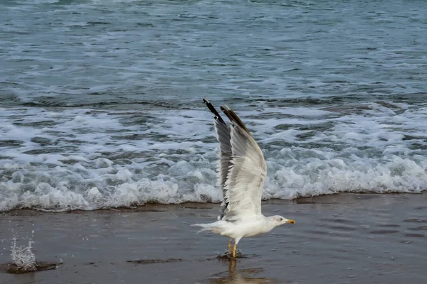 seagull on the beach of La Barrosa, Cadiz, Spain