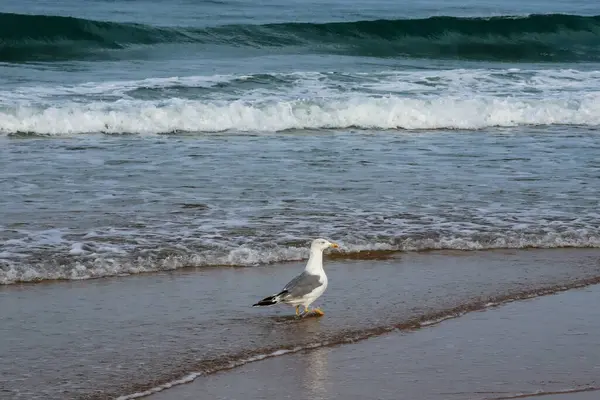 seagull on the beach of La Barrosa, Cadiz, Spain