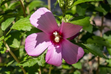 closeup of a purple blossom Hibiscus syriacus Flower