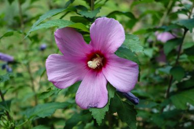 closeup of a purple blossom Hibiscus syriacus Flower