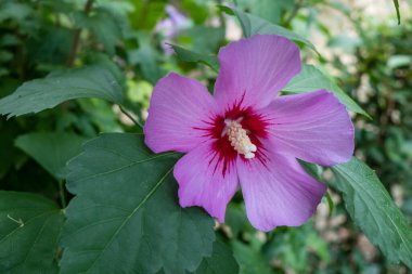 closeup of a purple blossom Hibiscus syriacus Flower