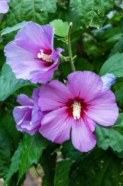 closeup of a purple blossom Hibiscus syriacus Flower