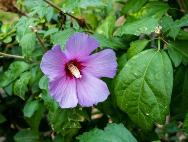 closeup of a purple blossom Hibiscus syriacus Flower