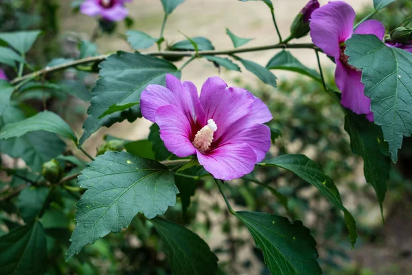 Closeup Purple Blossom Hibiscus Syriacus Flower — Φωτογραφία Αρχείου