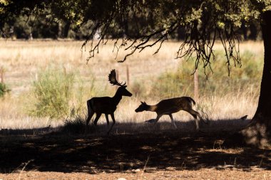 a herd of fallow deer graze on the mount of El Pardo, Madrid. Spain