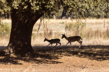 a herd of fallow deer graze on the mount of El Pardo, Madrid. Spain