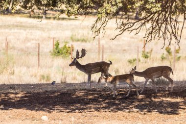 a herd of fallow deer graze on the mount of El Pardo, Madrid. Spain