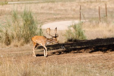 a herd of fallow deer graze on the mount of El Pardo, Madrid. Spain