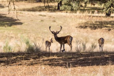 a herd of fallow deer graze on the mount of El Pardo, Madrid. Spain