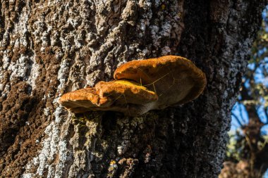 park called mount of El Pardo, Madrid. Spain