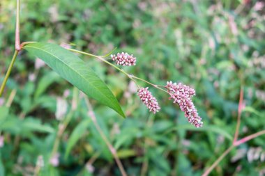 park called mount of El Pardo, Madrid. Spain