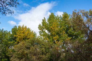 park called mount of El Pardo, Madrid. Spain