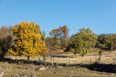 İspanya 'nın Madrid eyaletindeki Sierra de Guadarrama' dan geçen sonbahar renkleriyle Lozoya Vadisi