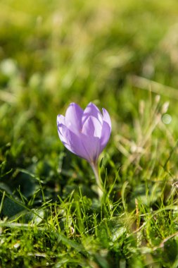 İspanya, Madrid 'deki Sierra de Guadarrama' daki Lozoya vadisinde Crocus ligusticus çiçeği.