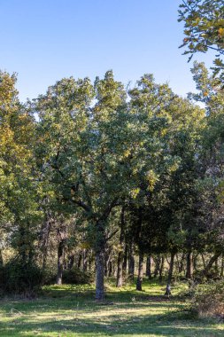 İspanya 'nın Madrid eyaletindeki Sierra de Guadarrama' dan geçen sonbahar renkleriyle Lozoya Vadisi