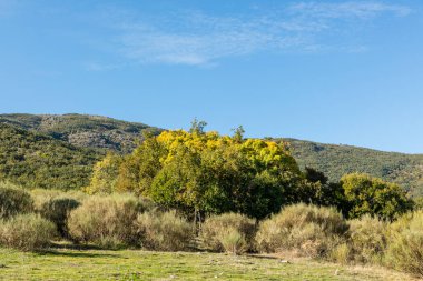 İspanya 'nın Madrid eyaletindeki Sierra de Guadarrama' dan geçen sonbahar renkleriyle Lozoya Vadisi