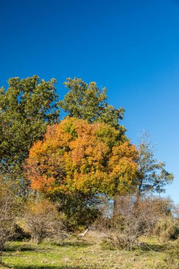 İspanya 'nın Madrid eyaletindeki Sierra de Guadarrama' dan geçen sonbahar renkleriyle Lozoya Vadisi