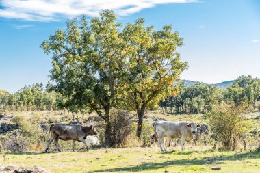 İspanya 'nın Madrid eyaletindeki Sierra de Guadarrama' dan geçen sonbahar renkleriyle Lozoya Vadisi