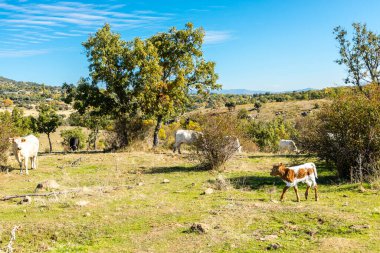 Madrid, İspanya 'daki Sierra de Guadarrama' daki Lozoya vadisinde otlayan inekler.