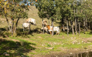 Madrid, İspanya 'daki Sierra de Guadarrama' daki Lozoya vadisinde otlayan inekler.