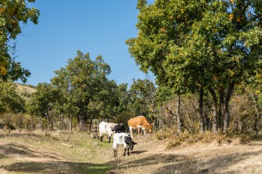 Madrid, İspanya 'daki Sierra de Guadarrama' daki Lozoya vadisinde otlayan inekler.