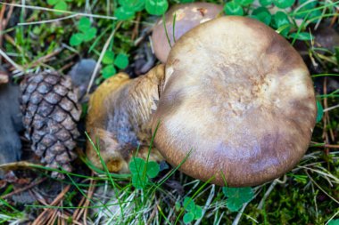 Yabani mantarlar otların arasında büyüyor.