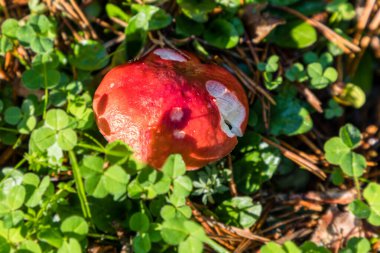 Yabani mantarlar otların arasında büyüyor.