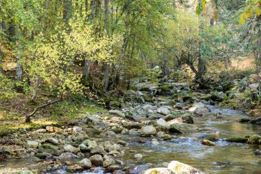 İspanya 'nın Madrid eyaletindeki Sierra de Guadarrama' dan geçen sonbahar renkleriyle Lozoya nehri.