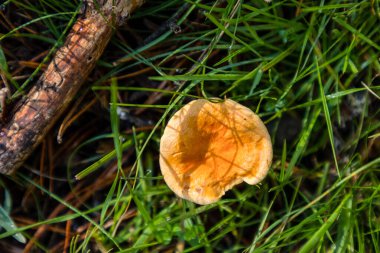 Yabani mantarlar otların arasında büyüyor.