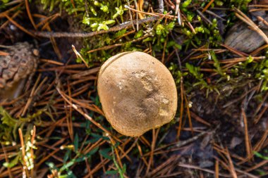 Yabani mantarlar otların arasında büyüyor.