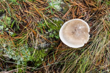 Yabani mantarlar otların arasında büyüyor.