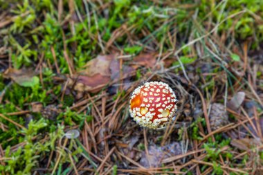 Yabani mantarlar otların arasında büyüyor.
