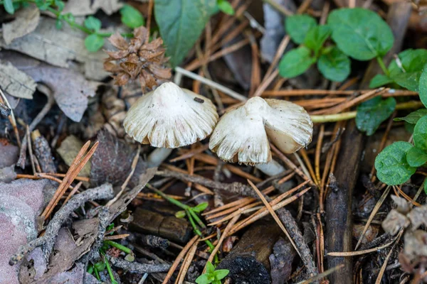 Wild mushroom growing among the herbs