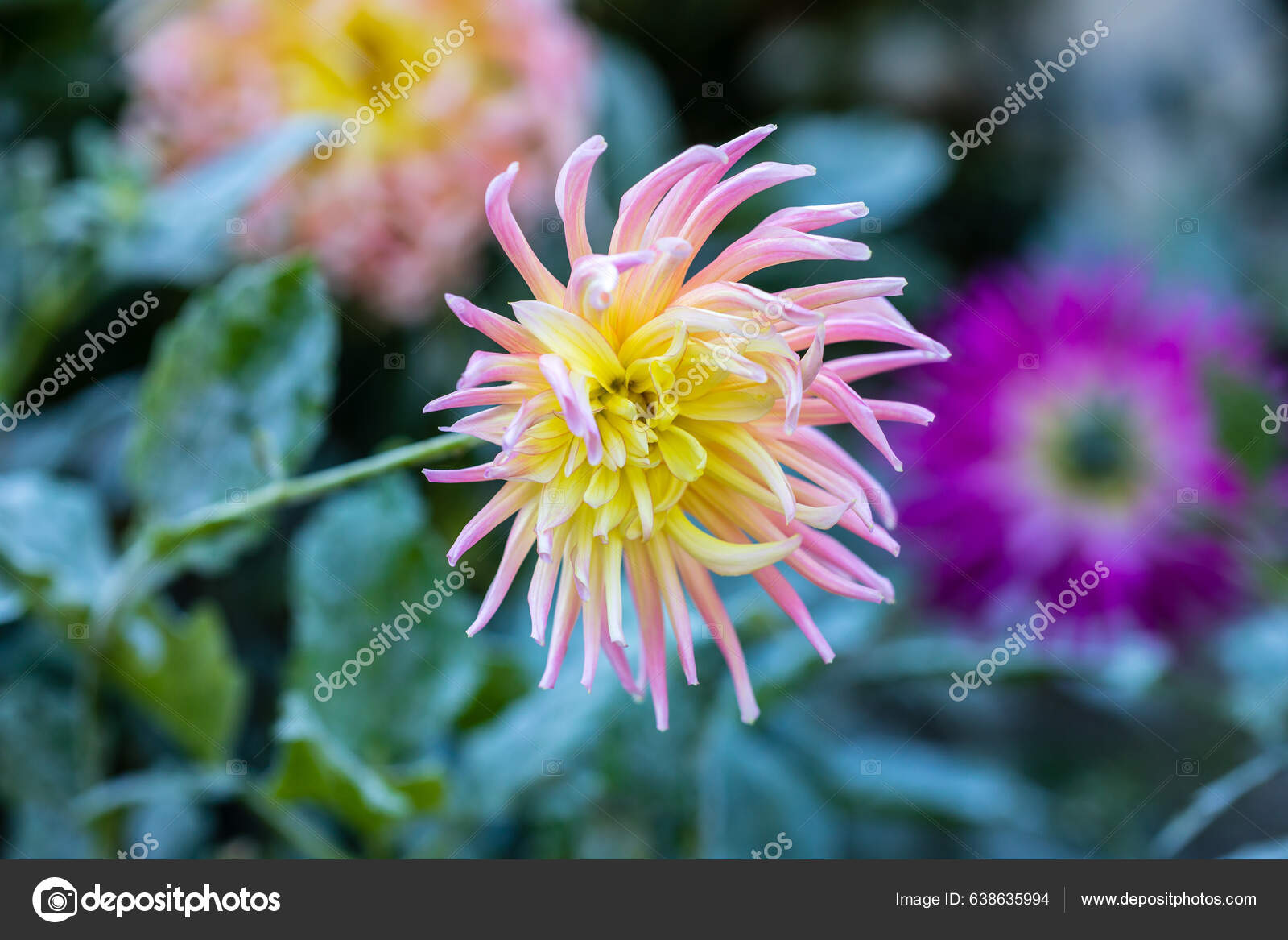 Dahlia Alfred Grille Dahlia Flowers Cultivated Garden Stock Photo by  ©jslsvega 638635994