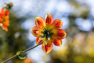 Dahlia pooh, Dahlia flowers cultivated in a garden