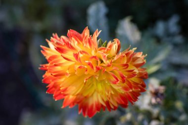 Dahlia Procyon, Dahlia flowers cultivated in a garden