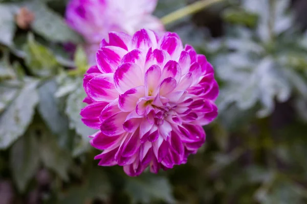 Λουλούδια Dahlia Που Καλλιεργούνται Κήπο — Φωτογραφία Αρχείου