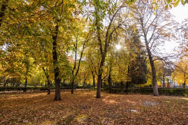 Buen Retiro famous park located in the downtown Madrid, Spain during autumn