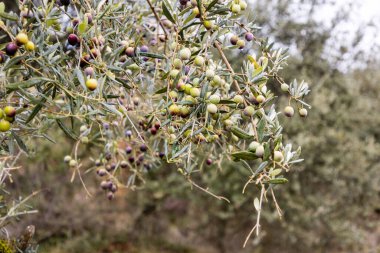 Olive tree with ripe olives in Guadalupe, Caceres, Spain