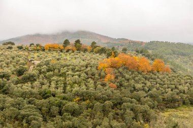 Olive tree with ripe olives in Guadalupe, Caceres, Spain