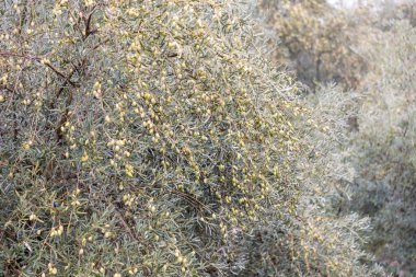 Olive tree with ripe olives in Guadalupe, Caceres, Spain