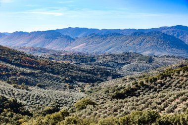 olive fields in the province of Caceres, Extremadura, Spain