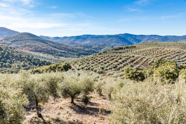olive fields in the province of Caceres, Extremadura, Spain