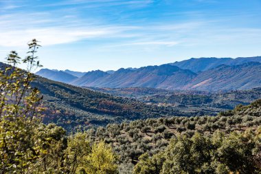 olive fields in the province of Caceres, Extremadura, Spain