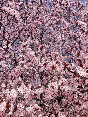 Bahar kiraz çiçekleri, pembe çiçekler.