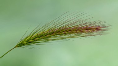 spike isolated on natural background