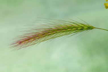 spike isolated on natural background